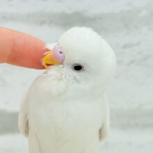 【最新画像更新🪄】ピュアピュアホワイト🤍セキセイインコ(アルビノ) ヒナ