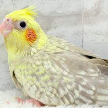 背中のパール模様が魅力的🐣🫧オカメインコ(シナモンパールパイド) ヒナ