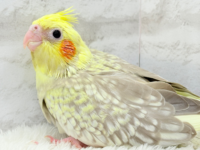 背中のパール模様が魅力的🐣🫧オカメインコ(シナモンパールパイド) ヒナ