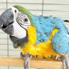 👑初入舎👑鮮やか瑠璃色に魅せられる♡ルリコンゴウインコ(女の子)
