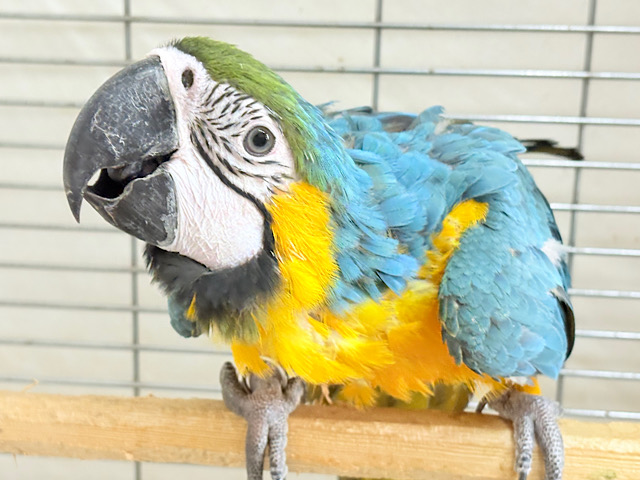 👑初入舎👑鮮やか瑠璃色に魅せられる♡ルリコンゴウインコ(女の子)
