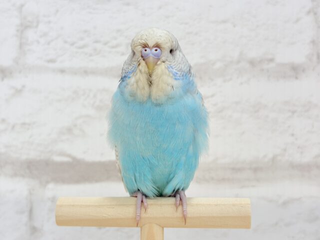 ジャンボセキセイインコ
