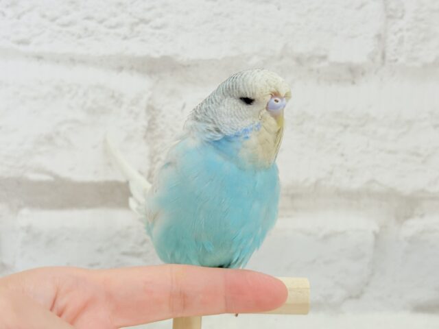 ジャンボセキセイインコ