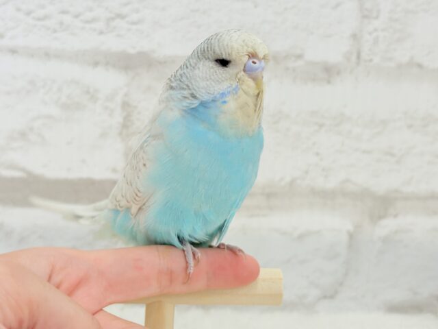 ジャンボセキセイインコ