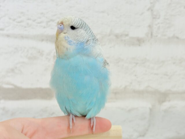 ジャンボセキセイインコ