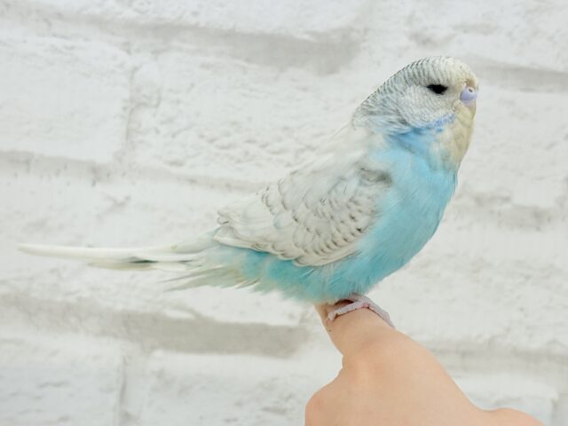 ジャンボセキセイインコ