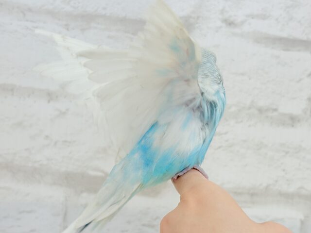 ジャンボセキセイインコ