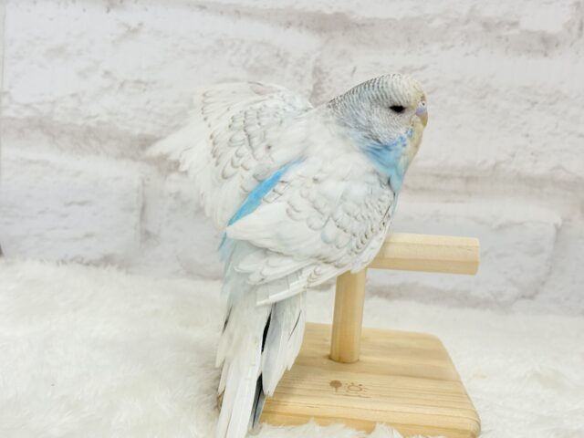 ジャンボセキセイインコ