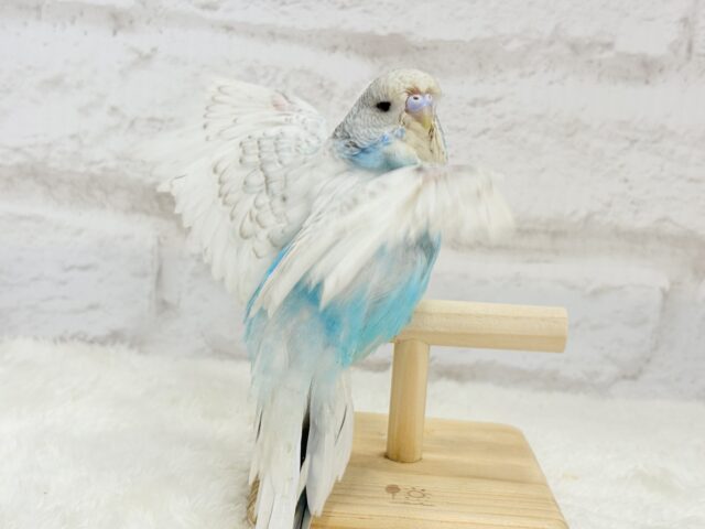 ジャンボセキセイインコ