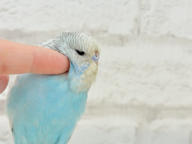 ジャンボセキセイインコ