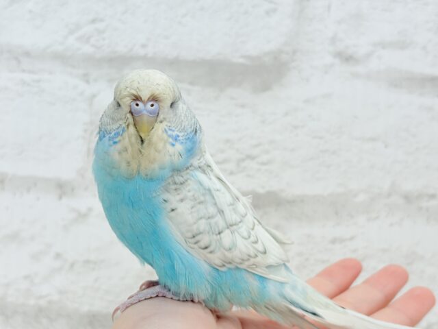 ジャンボセキセイインコ