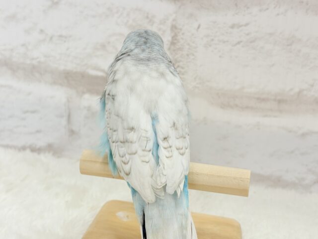 ジャンボセキセイインコ