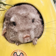 最新動画＆画像更新♡触れるよ♡チンチラのシナモンカラーの女の子入舎しました！