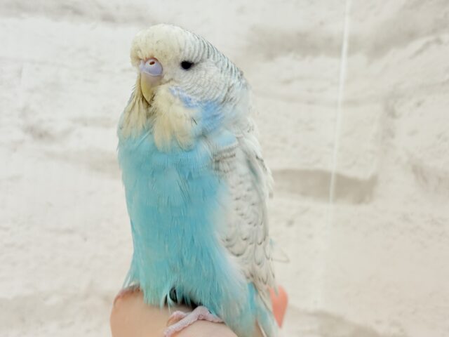 ジャンボセキセイインコ