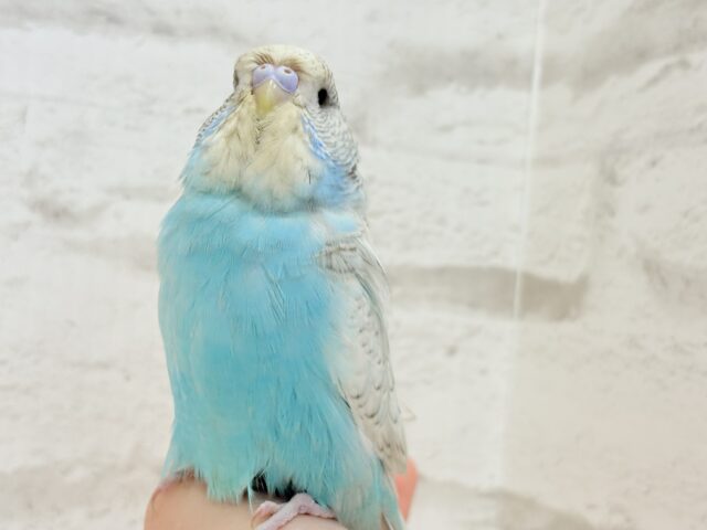 ジャンボセキセイインコ