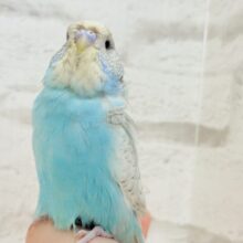 もっふり頭のツンデレさん♬ジャンボセキセイインコ(スパングル)