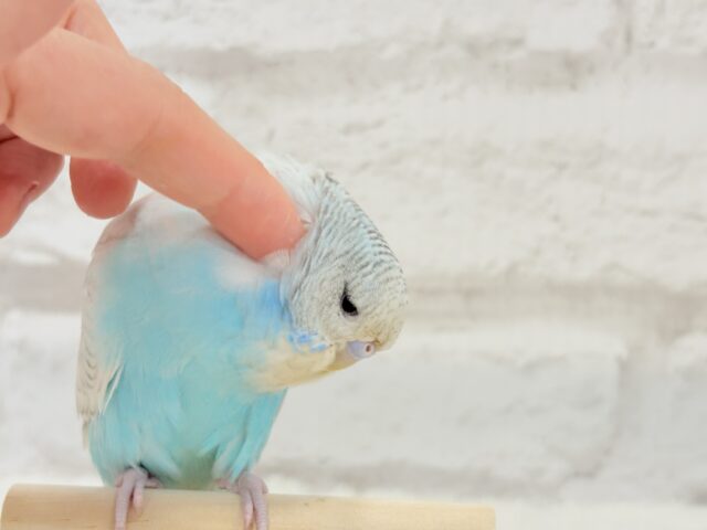 ジャンボセキセイインコ