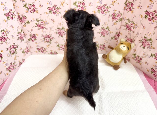 チワックス