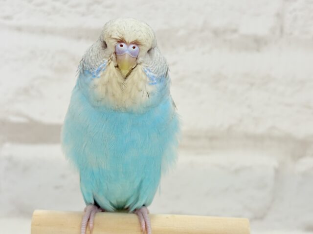 ジャンボセキセイインコ