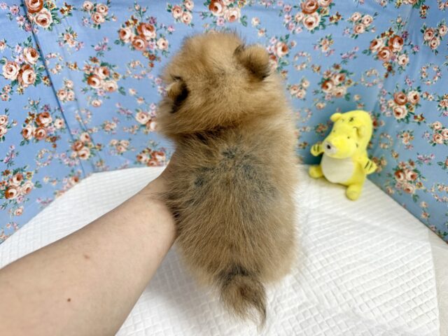 ポメラニアン