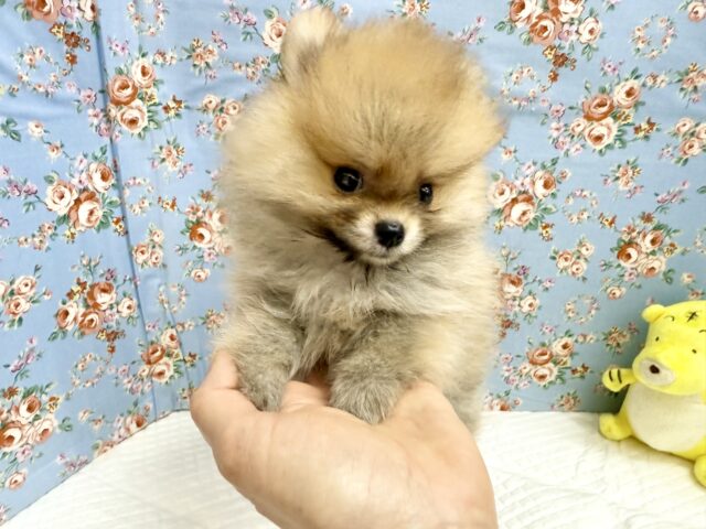 ポメラニアン