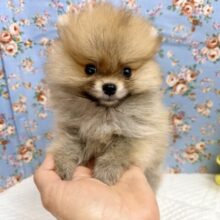 ポメラニアン（オレンジ）男の子♫ちみっこ毛玉ちゃん参上！！