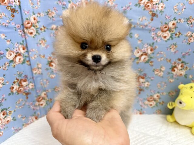 ポメラニアン（オレンジ）男の子♫ちみっこ毛玉ちゃん参上！！