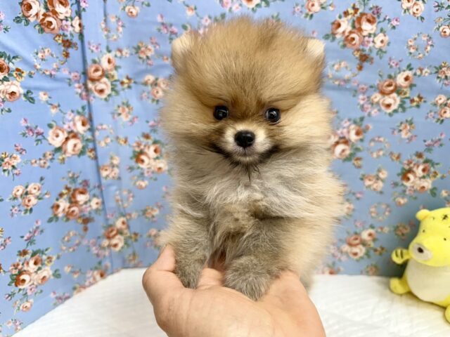 ポメラニアン