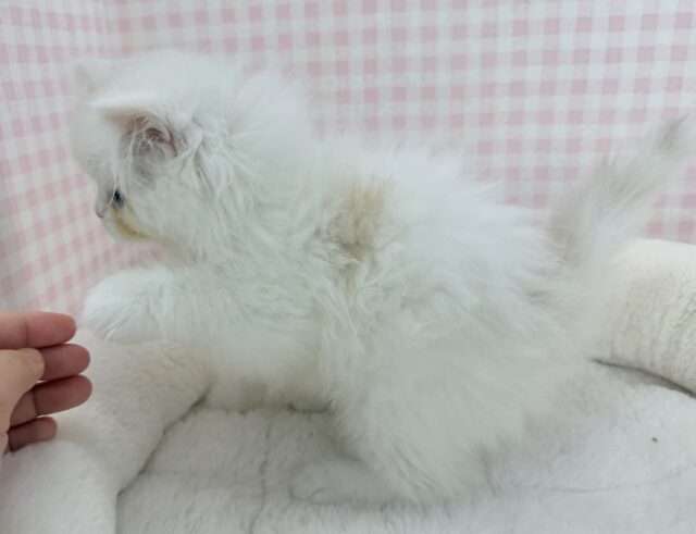 きゅんきゅんさせちゃう!ラガマフィンくん ラガマフィン