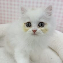 きゅんきゅんさせちゃう！ラガマフィンくん