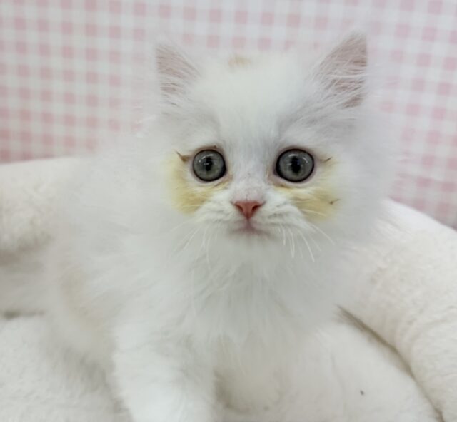 きゅんきゅんさせちゃう!ラガマフィンくん ラガマフィン