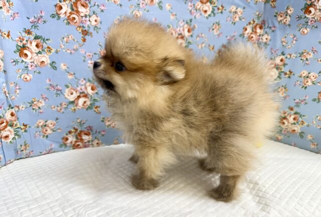 ポメラニアン