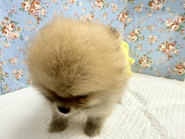 ポメラニアン