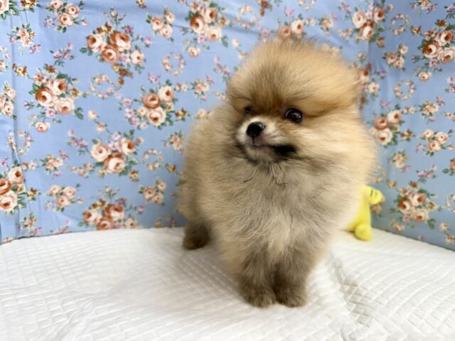 ポメラニアン