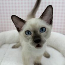 甘えん坊にゃんこ来ました！トンキニーズくん！