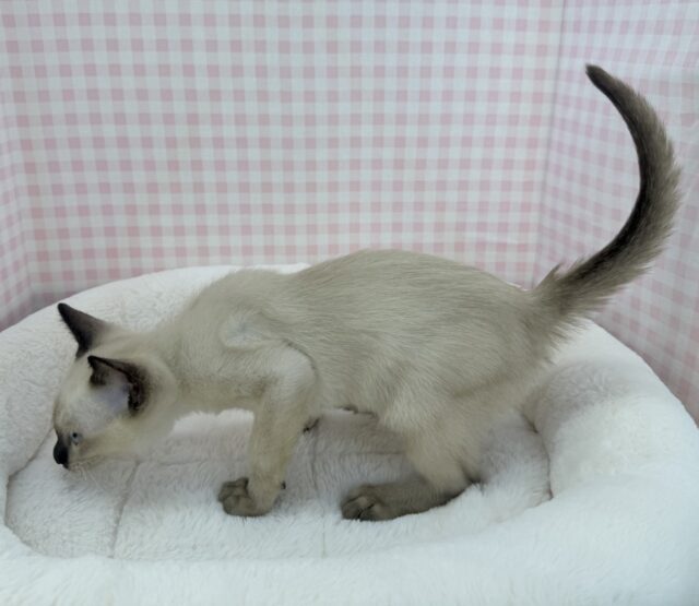 甘えん坊にゃんこ来ました!トンキニーズくん! トンキニーズ