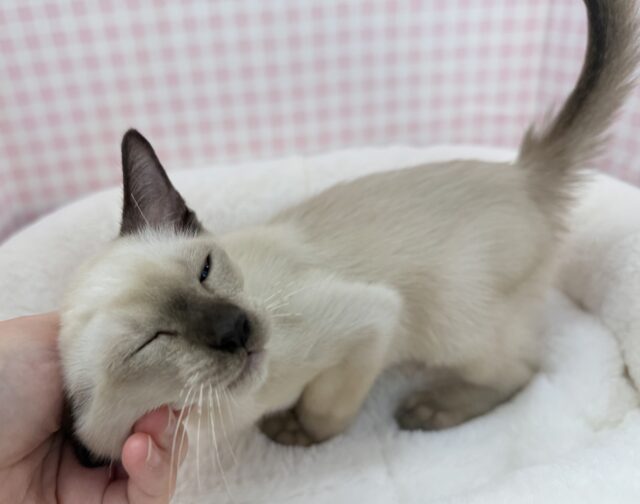 甘えん坊にゃんこ来ました!トンキニーズくん! トンキニーズ