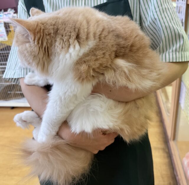 イケにゃんミヌエットくん! ミヌエット