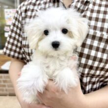 最新画像📸ハーフ犬（マルチーズ✖️トイプードル）男の子♫ちびちびわんぱくボーイがやってきた🐶