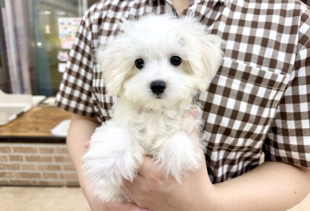 最新画像📸ハーフ犬（マルチーズ✖️トイプードル）男の子♫ちびちびわんぱくボーイがやってきた🐶