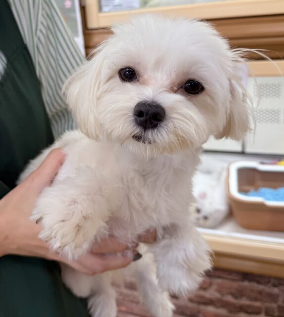 マルプーの男の子がきました！