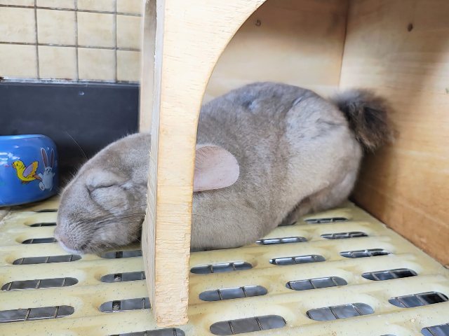 チンチラ