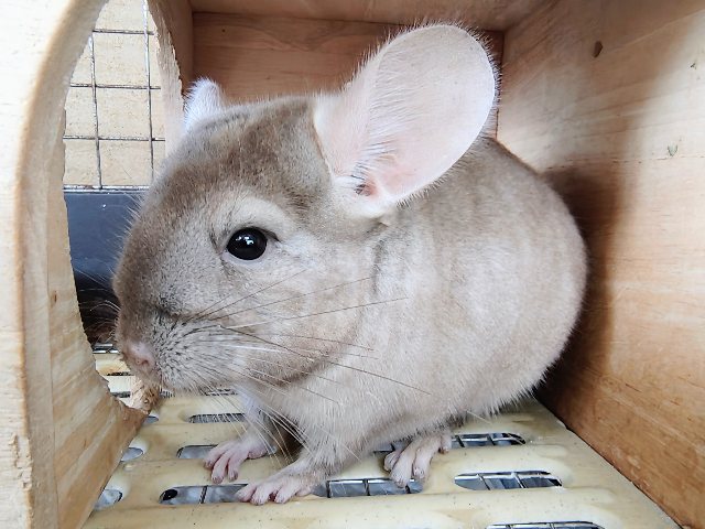 チンチラ