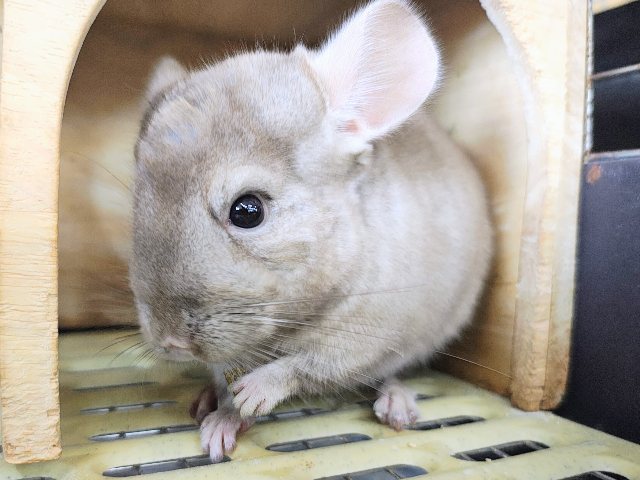 チンチラ