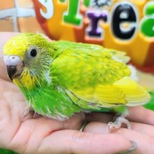 黄色と緑のグラデーション💛‪💚セキセイインコのヒナ(グリーンオパーリン)入荷しました❤️