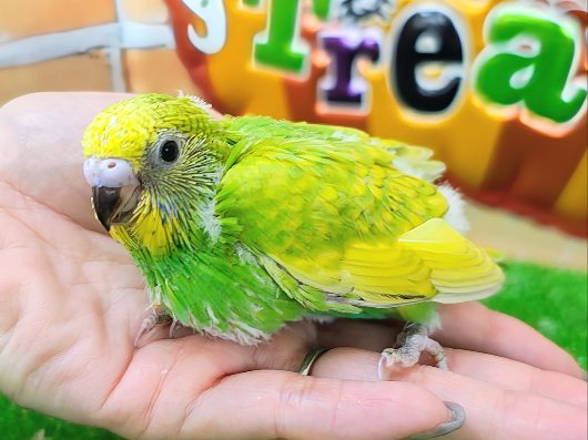 黄色と緑のグラデーション💛‪💚セキセイインコのヒナ(グリーンオパーリン)入荷しました❤️