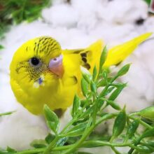 唯一無二のてんてん模様✨セキセイインコのヒナ(イエローハルクイン)入荷しました❤️
