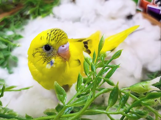唯一無二のてんてん模様✨セキセイインコのヒナ(イエローハルクイン)入荷しました❤️