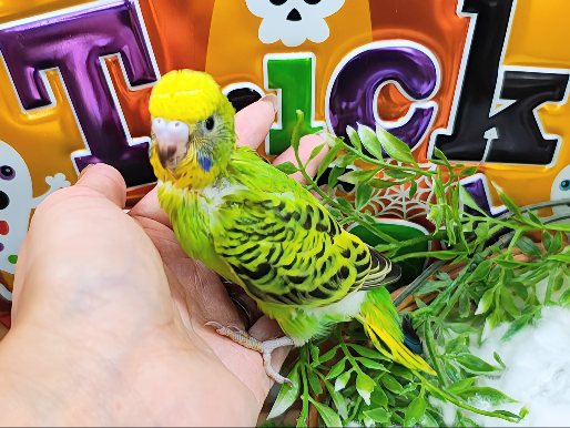 セキセイインコ