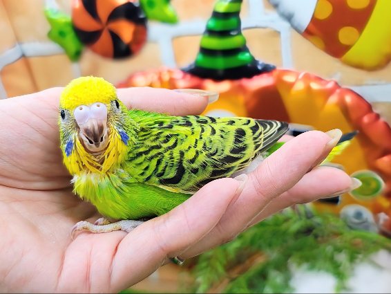 セキセイインコ
